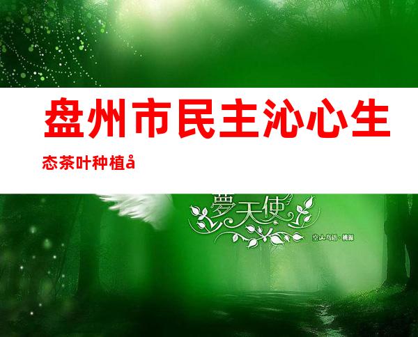 盘州市民主沁心生态茶叶种植农民专业合作社