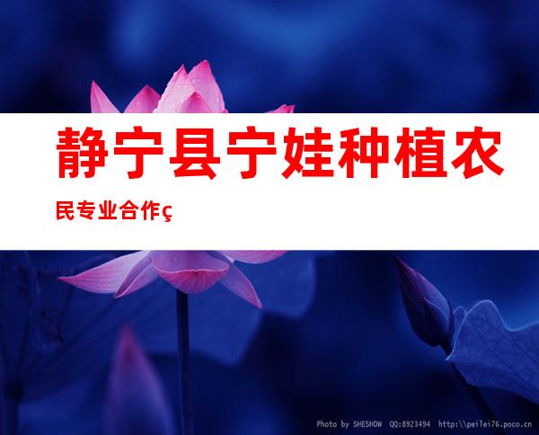 静宁县宁娃种植农民专业合作社